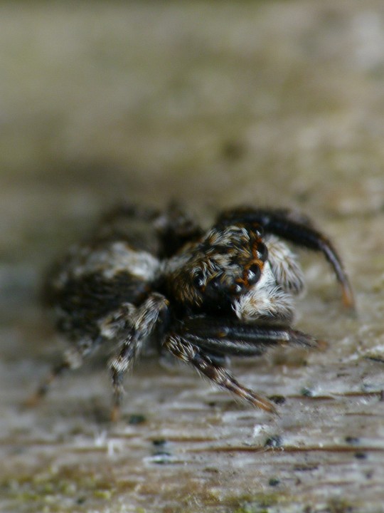 Jumping spider Id. Copyright: Paul Cobb