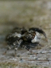 Jumping spider Id.