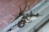 Is this a Noble False Widow female
