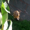 Garden spider on apple tree
