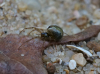 Kochiura aulica female