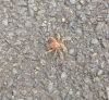 Reddish Spider that looks like a crab