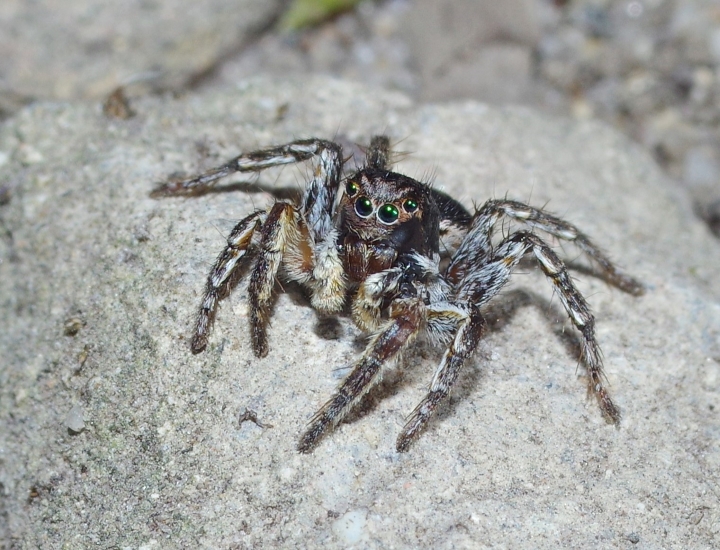 Aelurillus v-insignitus male MW Copyright: Michael Waite