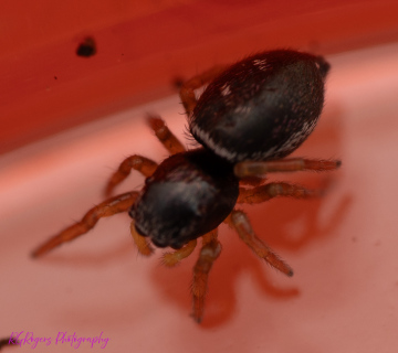 In Compost 2 Copyright: Robert Rogers