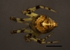 Cryptachaea blattea female posterior