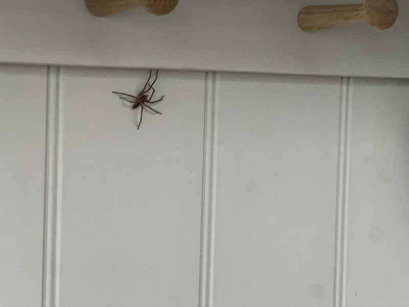 Hiding in the kitchen Copyright: SimonE