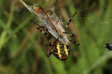 Wasp Spider wrapping up prey of Common field grasshopper Copyright: Lotus Bryony Lazuli