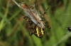 Wasp Spider wrapping up prey of Common field grasshopper