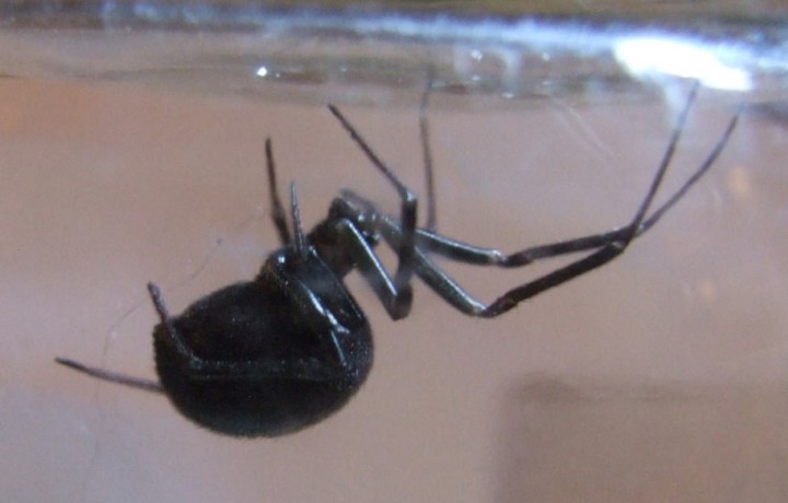 False widow spider 2 - Witney Copyright: Miranda Hodgson