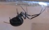False widow spider 2 - Witney