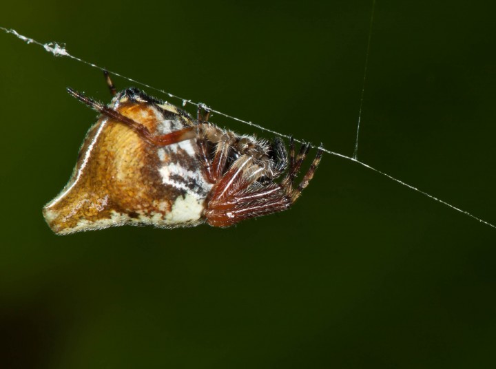 Cyclosa conica female from side Copyright: Evan Jones
