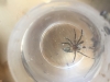 Spider in my sink what spider is this