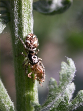 Salticus scenicus carrying Damselfly Exuviae Copyright: Nik Nimbus
