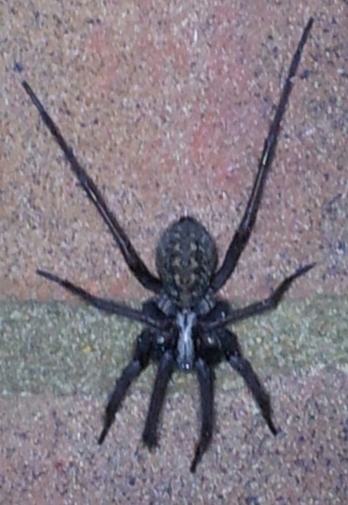 Spider in my bike shed Copyright: Todd Gizzi