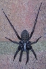 Spider in my bike shed 