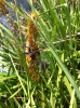 Raft spider (with nest and spiderlings in the background)