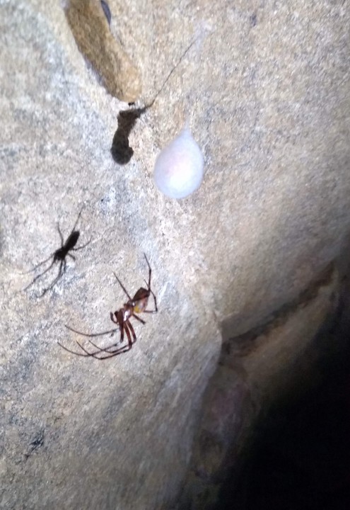 Cave Spider in Yorkshire Copyright: Neil Kernot