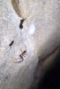 Cave Spider in Yorkshire