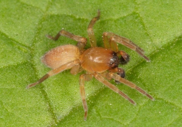 Clubiona diversa Copyright: Peter Harvey