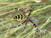 My sighting of wasp spider 