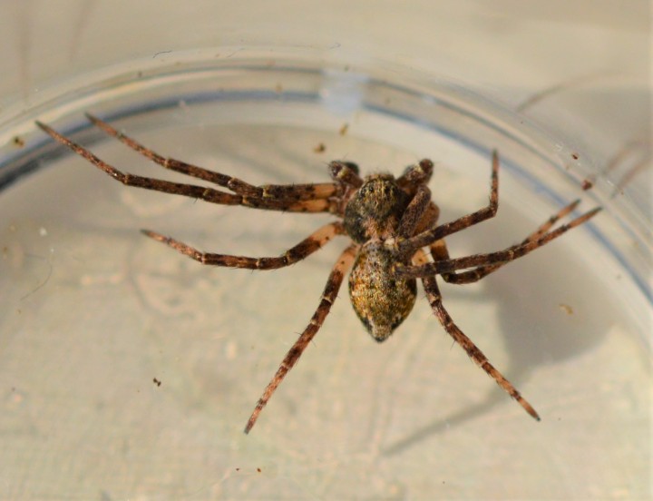 Philodromus spp. 17th of March 2021 Copyright: Malcolm Haddow