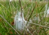 Pisaura mirabilis nursery web