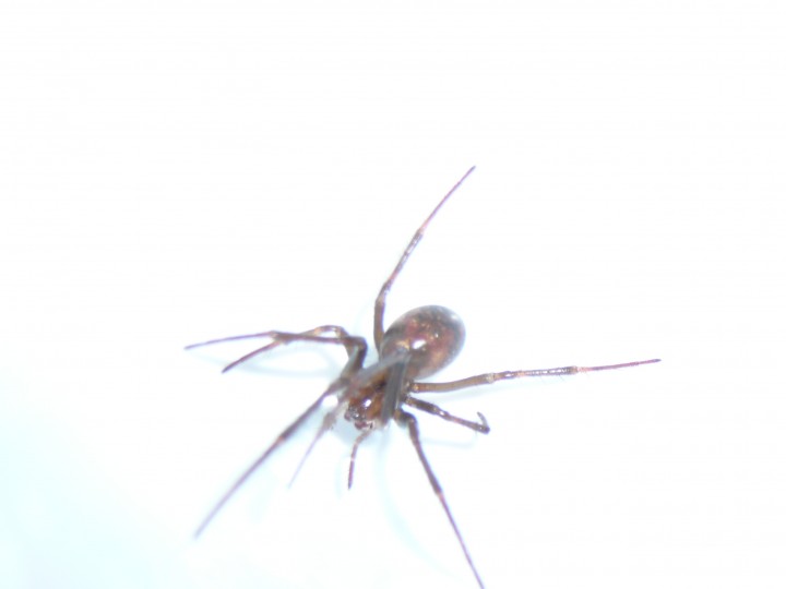 Meta menardi (Araneae) 2 Copyright: Shelley Locker