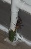 Unknown large black spider with large brown body