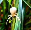 White Female Crab Spider 2