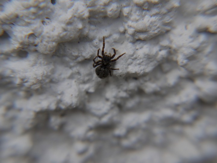 Unknown spider 1 Copyright: Claire Toffolo