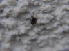 Unknown spider 1