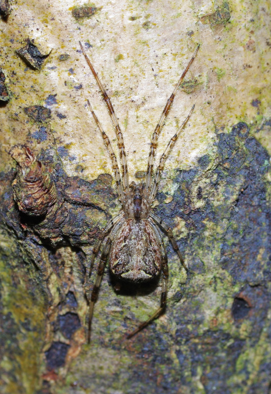 Episinus maculatus female MW Copyright: Michael Waite