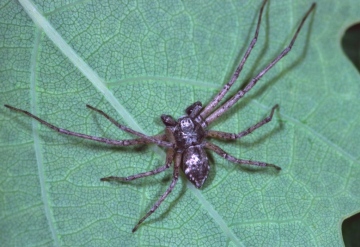 Philodromus aureolus male Copyright: Peter Harvey