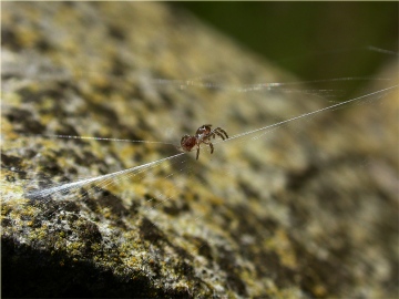 Atypus affinis Spiderling Copyright: Nik Nimbus