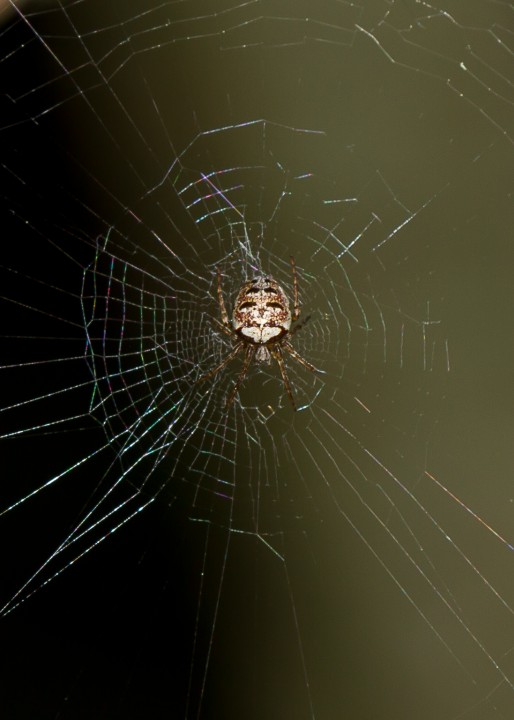 Zilla diodia female in distinctive web. Woodland edge. Copyright: Evan Jones