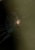 Zilla diodia female in distinctive web. Woodland edge.
