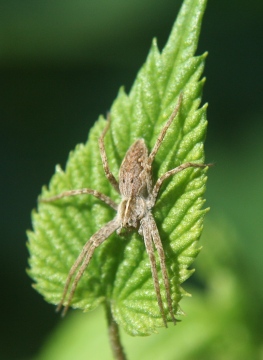 Nursery web spider basking on hop 02.09.18 Copyright: Daniel Blyton