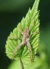 Nursery web spider basking on hop 02.09.18