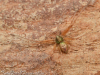 Philodromus collinus male