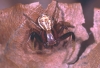 Xysticus erraticus male