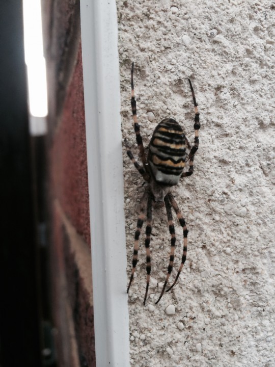 Wasp Spider - Basingstoke Copyright: Rebecca Ballantyne