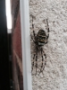 Wasp Spider - Basingstoke