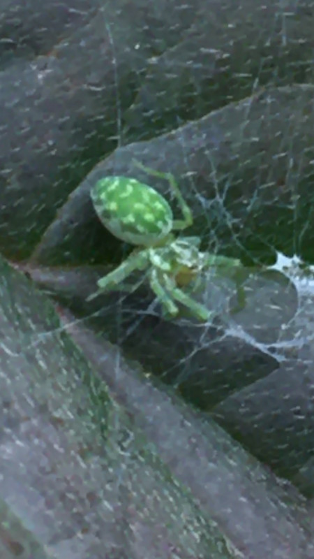 Strange Green Spider Copyright: Zo Clark