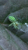 Strange Green Spider 