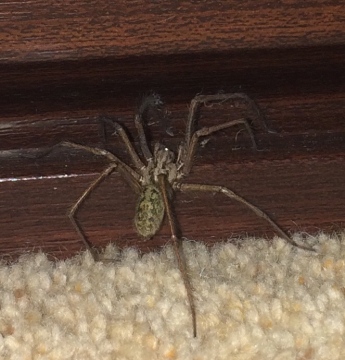 Giant house spider kent Copyright: Lisa Horsell