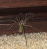 Giant house spider kent