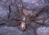Philodromus collinus female