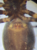 Pseudeuophrys obsoleta epigyne