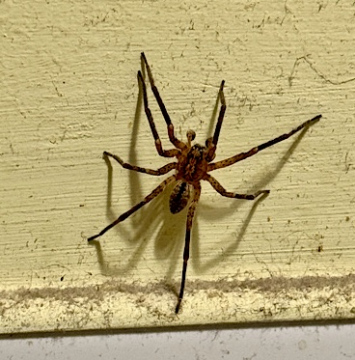 Cold weather visitor Copyright: Robert Knight