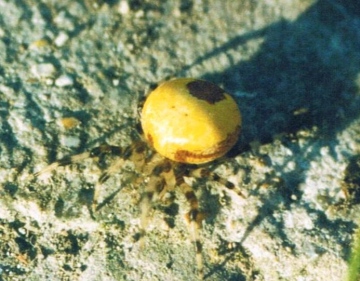 Pyramidatus variant showing dorsal pattern Copyright: David Hubble